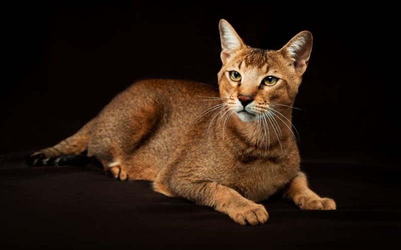 Chausie Kedi Irkı Özellikleri, Karakteri, Bakımı ve Beslenmesi